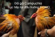 Lưu ý khi anh đặt cược đá gà Campuchia trực tiếp.